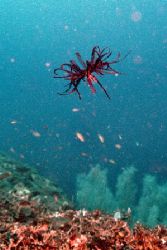 Crinoide en déplacement - Philippines by Philippe Brunner 